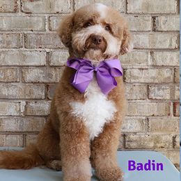 Badin - Australian Labradoodle