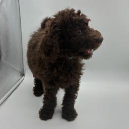8. BIRCH - LIGHT BLUE COLLAR BOY - Chocolate male Goldendoodle puppy in Charlo, Montana from Heavenly Hilltop Farm