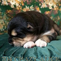 Girl 2 - female Central Asian Shepherd Dog puppy in Marshville, North Carolina from 704 Central Asian Shepherds