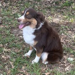 Rosco - Miniature Australian Shepherd