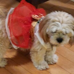 Maggie - Lhasa Apso