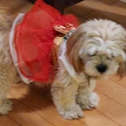 Maggie - Lhasa Apso