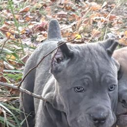 Cane Corso Puppies from Black Magic Cane Corso