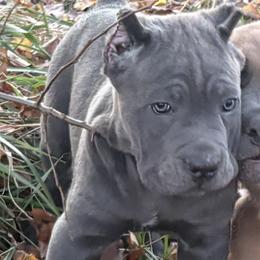 Cane Corso Puppies from Black Magic Cane Corso