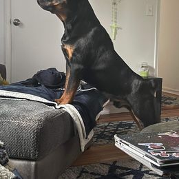 Rottweiler Puppies from Lori's Rottweilers