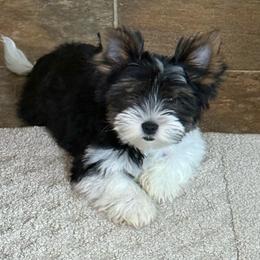 Ruby's little Max - Black tan and white male Biewer Terrier puppy in Lebanon, Oregon from SD99Biewers