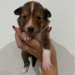 Female 1 - Sable & white female Toy Shetland Sheepdog puppy in Canton, Texas from 2kg Shelties