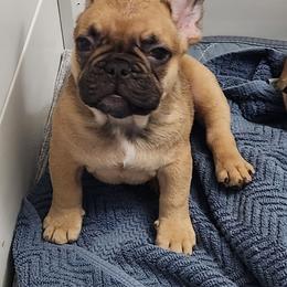 French Bulldog Puppies from Charmaine Wasenko