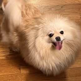 Pomeranian and Pomsky Puppies from Stonehill Breeders