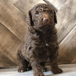 Hershey - Brown merle male Aussiedoodle puppy in Vallejo, California from Well Rooted Doodles