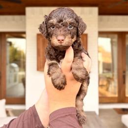 Creede - Brown and white male Aussiedoodle puppy in Allen, Texas from Calena’s Doodles