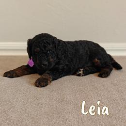 Leia - Phantom female Bernedoodle puppy in Guthrie, Oklahoma from Edmond Doodles, LLC