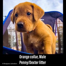 Labrador Retriever Puppies from Bluegrass Labradors