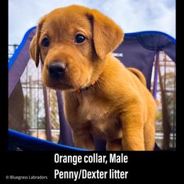 Labrador Retriever Puppies from Bluegrass Labradors