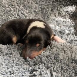 Norm - Black white and tan male Collie puppy in Yulee, Florida from Three Collie Farm