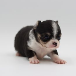 Ryon - Black and tan male Chihuahua puppy in Tulsa, Oklahoma from H-3 Chihuahuas