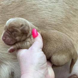 Yellow collar - Yellow female Labrador Retriever puppy in Hartly, Delaware from Triple Threat Labradors