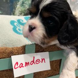 Camden - Tri-color male Cavalier King Charles Spaniel puppy in St. George, Maine from Cloud Nine Cavaliers