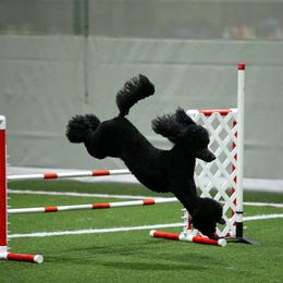 Taz - Poodle