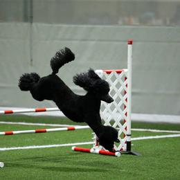Taz - Poodle