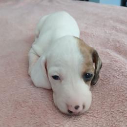 Mollie - Piebald female Dachshund puppy in Cedar Rapids, Iowa from Paulassillydogs