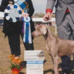 Weimaraners from Penny Hoffman
