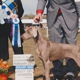 Weimaraners from Penny Hoffman