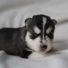 Soren - Black and white male Siberian Husky puppy in Wiscasset, Maine from Running with Huskies
