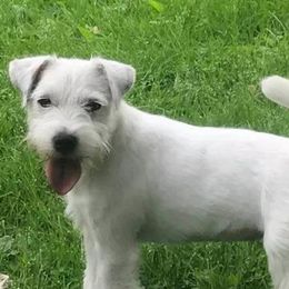 Parson Russell Terriers from Spring Run Parson Russell  Terriers