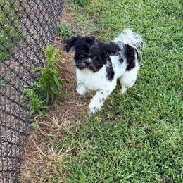 Gadsden - Black and tan male Shih Tzu puppy in Russellville, Kentucky from The Patriot Tzu