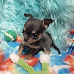 Chihuahua Puppies from OutLaw Chihuahua's
