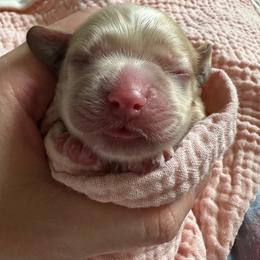 AKC Rosemary - Buff female Cocker Spaniel puppy in Cincinnati, Ohio from Abundance of Joy LLC Cocker Spaniels