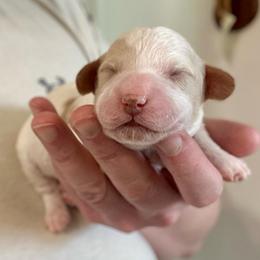 Boy 5 - Buff and white male Cockapoo puppy in Salem, Oregon from Capital Doodles