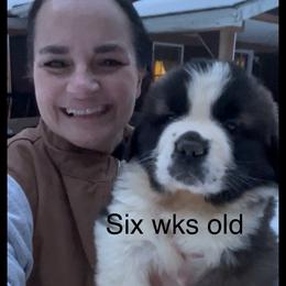 Green Collar - Mahogany and white female Saint Bernard puppy in New Philadelphia, Ohio from Fletchers Saints