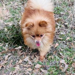 TEDDY - Pomeranian