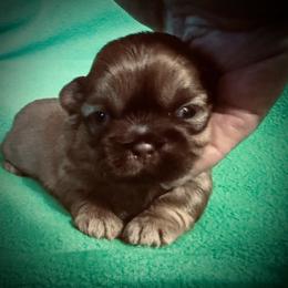 Annie - Liver female Shih Tzu puppy in North Central Oregon, Oregon from T-Amore Shih Tzu