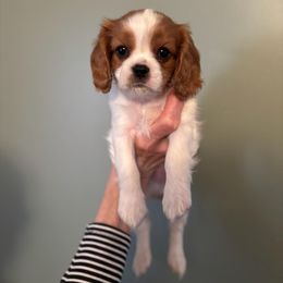 Max - Blenheim male Cavalier King Charles Spaniel puppy in Caledonia, Michigan from Magnolia Acres