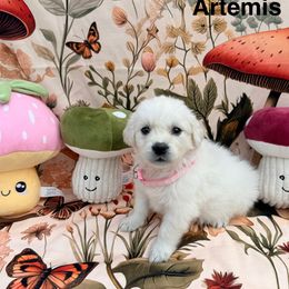 Artemis - Light golden female Golden Retriever puppy in Katy, Texas from Tails of Cypress