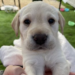 Labrador Retriever Puppies from Hill's Labs