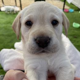 Labrador Retriever Puppies from Hill's Labs