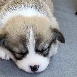Pembroke Welsh Corgi Puppies from Wild Rose Pembroke Welsh Corgis