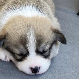 Pembroke Welsh Corgi Puppies from Wild Rose Pembroke Welsh Corgis