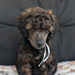 White Girl - Brindle female Poodle puppy in Hillsboro, Illinois from Sarah's Poodles