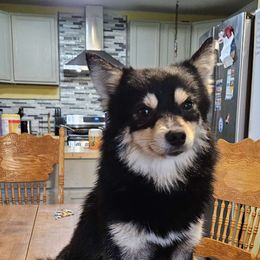 Atlas - Tri-color Pomsky puppy in Stover, Missouri from Lx2 County Line Pomskis
