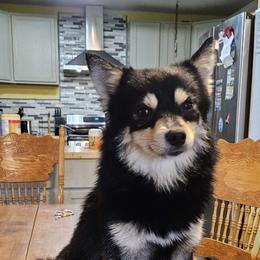 Atlas - Tri-color Pomsky puppy in Stover, Missouri from Lx2 County Line Pomskis