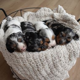 Dachshund puppies from Wise lil Weeinies