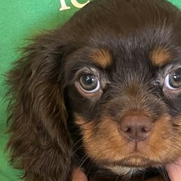 Bernedoodles, Cavalier King Charles Spaniels, and Poodles from Treasure Valley Poodles
