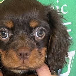 Bernedoodles, Cavalier King Charles Spaniels, and Poodles from Treasure Valley Poodles