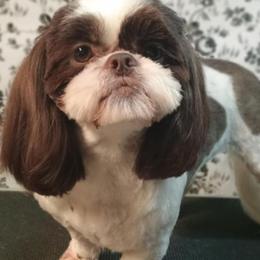 Indie Skye - Shih Tzu