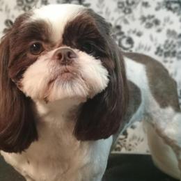 Indie Skye - Shih Tzu